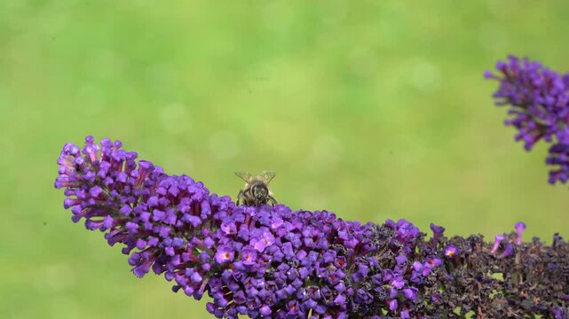 wild bee on budleia in the garden