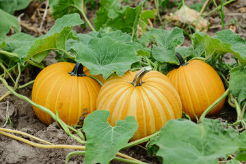 Lush summer pumpkins grow in vibrant green garden Generative AI
