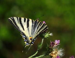 Scarce Swallowtail - Iphiclides podalirius. Sighted Oeiras, Portugal. Overwing view. Perched on a thistle.