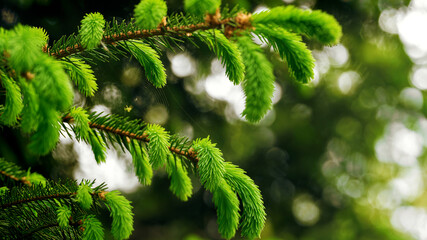 Close-up image of a green spruce branch with soft new needles, highlighting natural growth and...