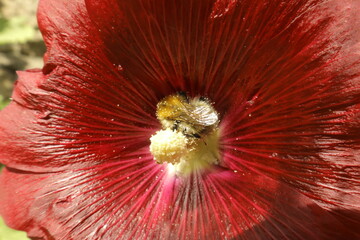 Bumblebee covered in pollen in red flower