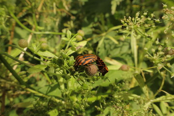 Shield bugs mating on garden plant