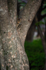 나무위의 고양이