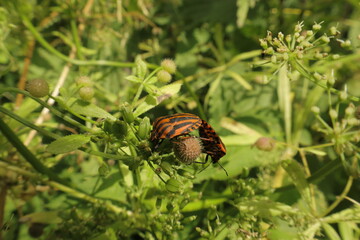 Shield bugs mating on garden plant
