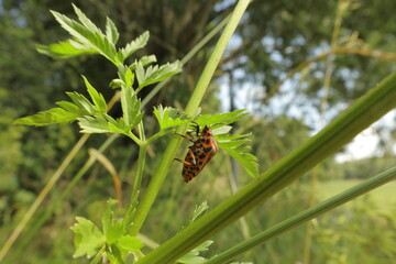 Minstrel bug on garden plant