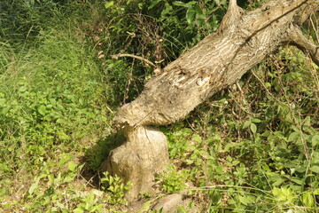 Remnants of tree cut down by beavers