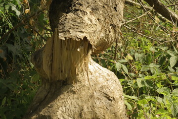 Remnants of tree cut down by beavers