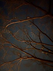 Night Beauty in the Sky