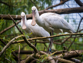 Eurasian or common spoonbill in nature, Czech Republic, Europe