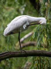 Eurasian or common spoonbill in nature, Czech Republic, Europe