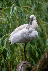 Eurasian or common spoonbill in nature, Czech Republic, Europe