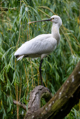 Eurasian or common spoonbill in nature, Czech Republic, Europe