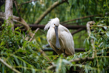 Eurasian or common spoonbill in nature, Czech Republic, Europe