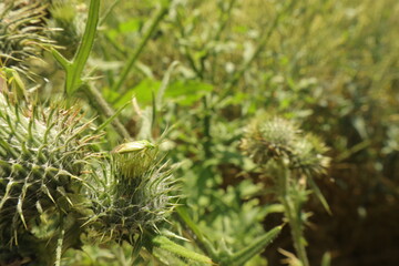 Mirid plant bug on spiky plant