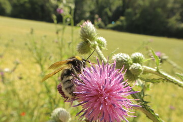 Bumblebee on pink flower