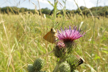 Essex skipper butterfly on pink thistle flower
