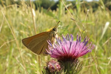 Essex skipper feeding on flower
