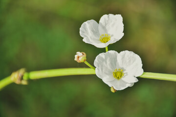 bee on a flower. White aquatic flowers bloomed in the garden pond