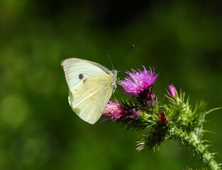 Large White butterfly - Pieris brassicae feeding from a purple thistle in full bloom. Oeiras,...