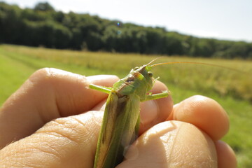 Great green bush-cricket sitting on a hand