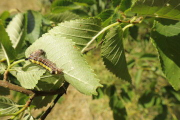 Vapourer moth caterpillar