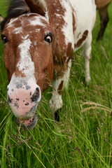 Lustig gefleckter Muli auf der Wiese schüttelt sich um Insekten abzuwehren und hat dabei komische...