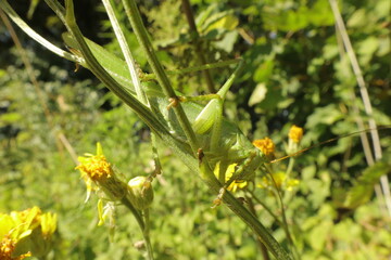 Great green bush cricket side view
