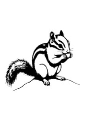 Squirrel sitting ink sketch hand drawn engraved style Vector illustration. The indian giant squirrel Columbian ground squirrel .
