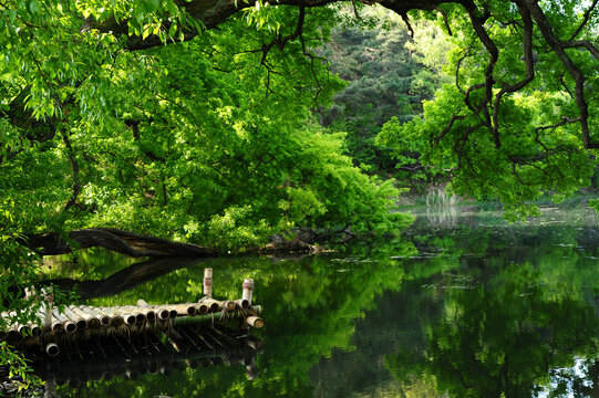 green trees and wooden deck over small lake