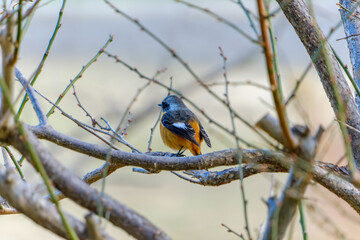 木の枝にとまるジョウビタキの後ろ姿