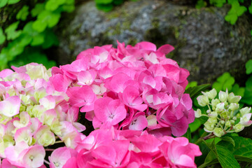 鮮やかなピンクのアジサイが咲く初夏の庭