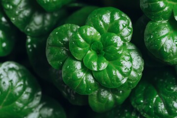 Obraz premium Top-down view of young homegrown broccoli in microgreen form