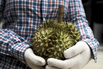 Gardeners hold ripe durians ready to eat.