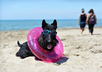 scottish terrier on the beach