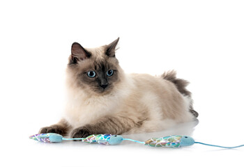 siberian cat in studio