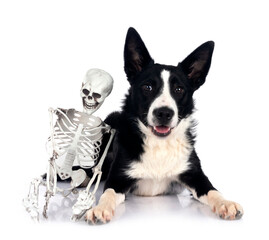 young border collie