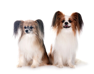 papillon dogs in studio