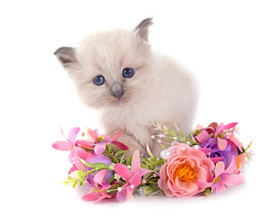 kitten birman cat in studio