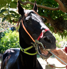 Equine dentist at work