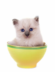 kitten birman cat in studio