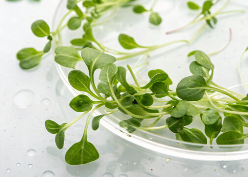 Fresh arugula microgreens floating, isolated on white