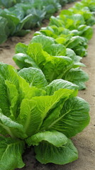 Green salad leaves on a bed in the ground. Bio vegetables, organic farming concept