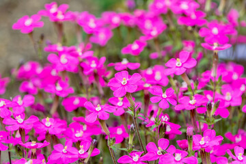 鮮やかなピンク色が映えるムシトリナデシコ（シレネ）の群生
