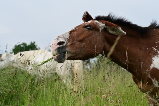 Lustig gefleckter Muli sch&uuml;ttelt sich um Insekten abzuwehren.Portrait