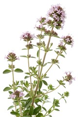 thymus vulgaris isolated on white background