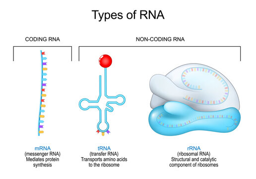 Types of RNA. Coding  and non-coding RNA