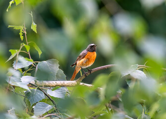 Common redstart, Phoenicurus phoenicurus. A male bird sits on an old slate roof