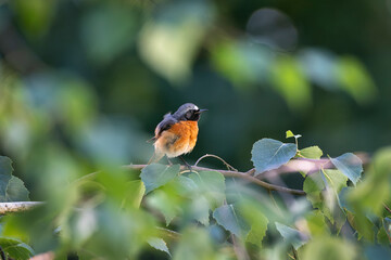 Common redstart, Phoenicurus phoenicurus. A male bird sits on an old slate roof