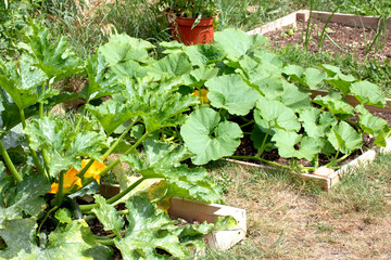Close up of home made vegetable garden allotment with courgette and pumpkin plants growing DIY...