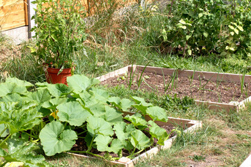 Close up of home made vegetable garden allotment with courgette and pumpkin plants growing DIY...